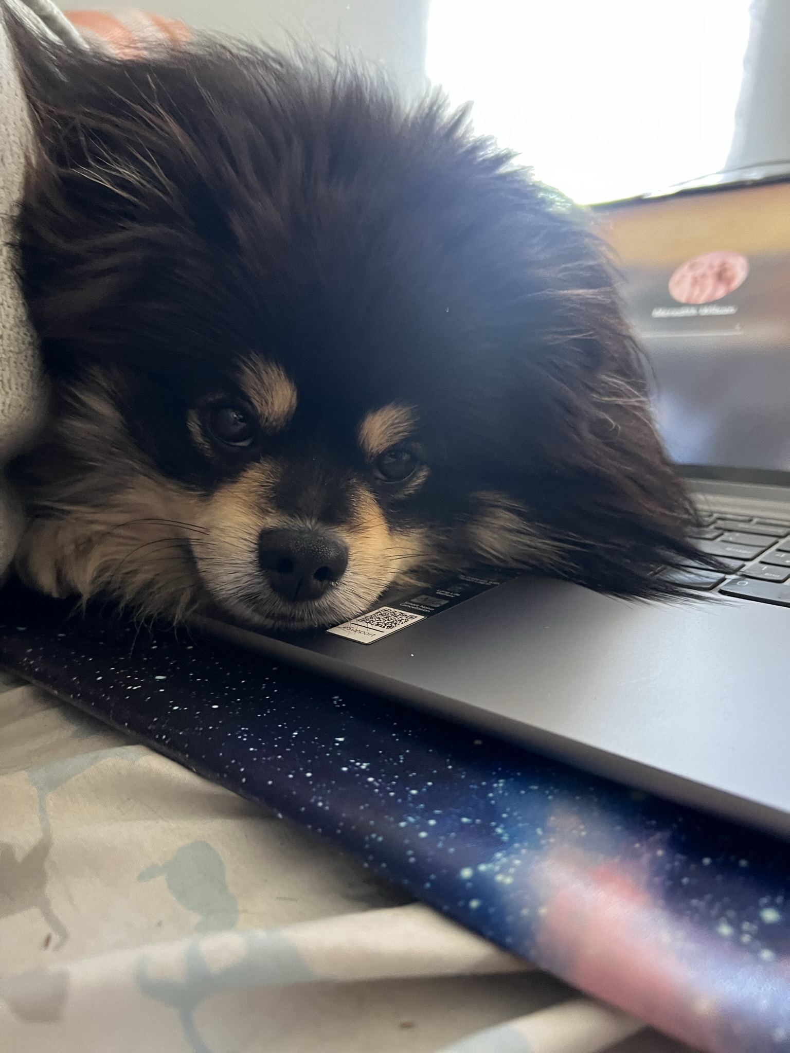 Hamilton the pom with his snoot resting on the compute