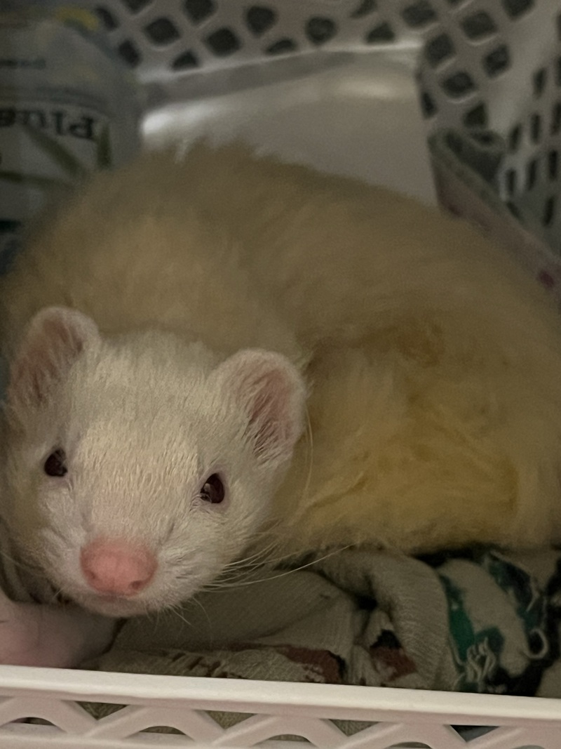 a white ferret named Dimitri
