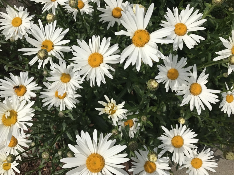 white petaled daisies