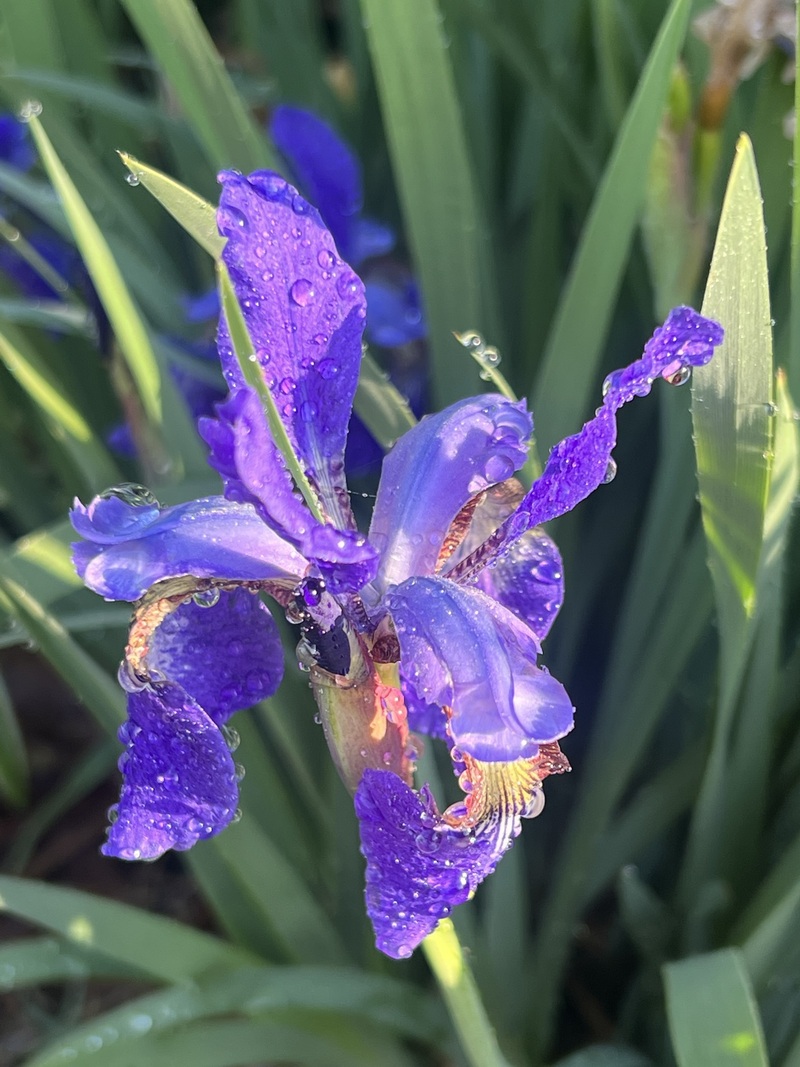 purple irises (flowers) with water droplets