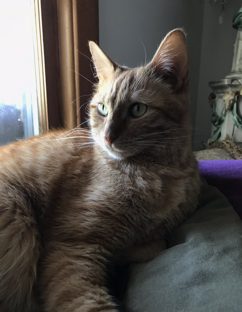 Ginger cat named Spicy