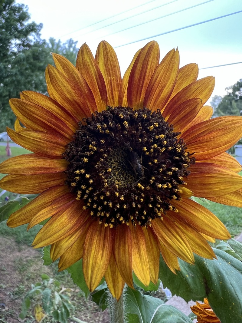 Sunflower with orange petals