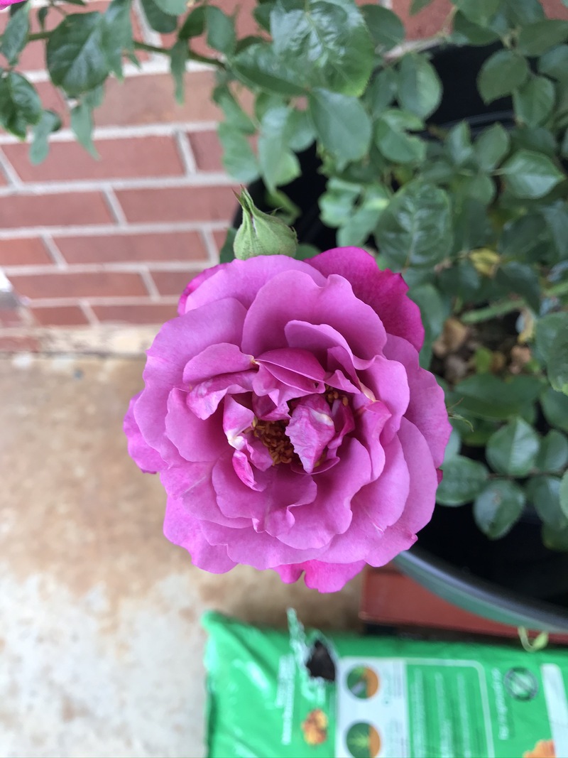 Beautiful pink rose