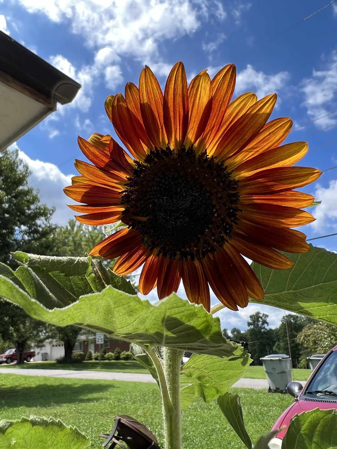 Orange sunflower with the sky lit behind it