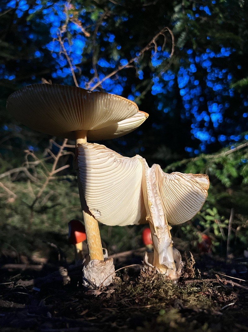 mushrooms