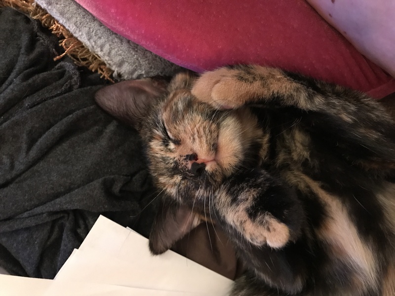 Saoirse, a torti colored cat, with her paws on her face as she naps